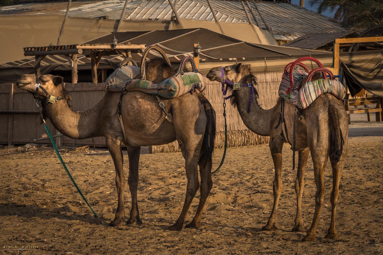 Desert Picture Αράντ Εξωτερικό φωτογραφία
