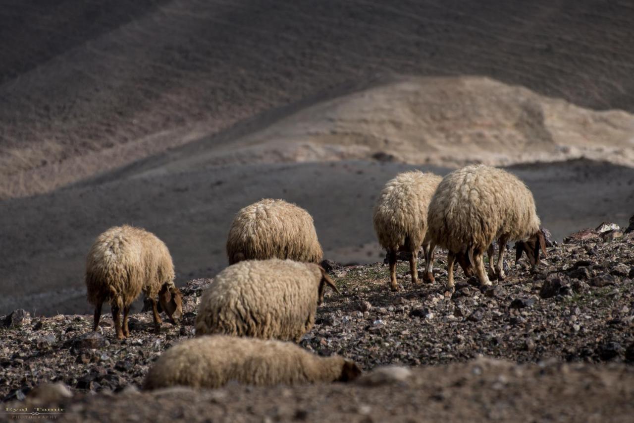 Desert Picture Αράντ Εξωτερικό φωτογραφία